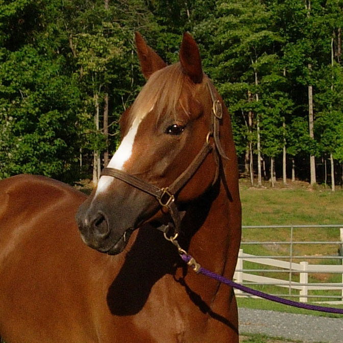 CAROLINE - LEASED FROM CHAPELGATE FARM